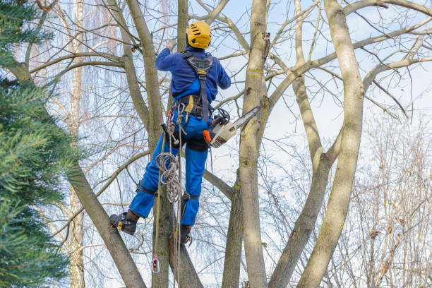 Best Seasonal Cleanup (Spring/Fall)  in Miller, SD